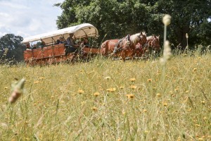 Carrozze di Maremma