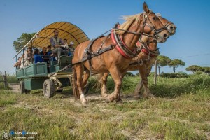 Carrozze di Maremma
