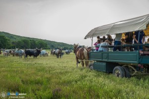 Carrozze di Maremma