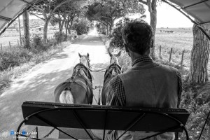 Carrozze di Maremma