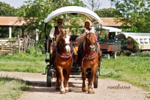 Carrozze di Maremma