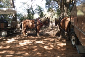 Carrozze di Maremma