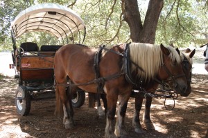 Carrozze di Maremma