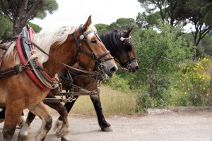 Carrozze di Maremma